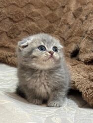 сколько стоит золотой ретривер: Şinşilla, Dişi, Yaxşı əllərə, Pulsuz çatdırılma