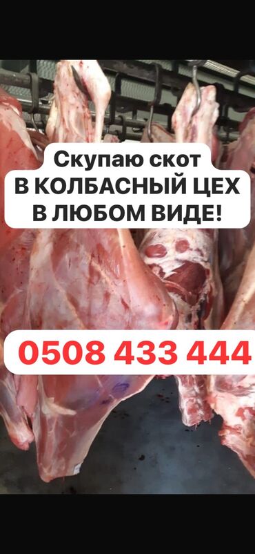 Куплю | Коровы, быки, Лошади, кони, Другие с/х животные | Круглосуточно, Любое состояние, Забитый at lalafo.kg Куплю | Коровы, быки, Лошади, кони, Другие с/х животные | Круглосуточно, Любое состояние, Забитый