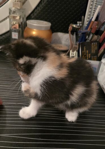 Pişiklər: Dişi, Yaxşı əllərə — 7