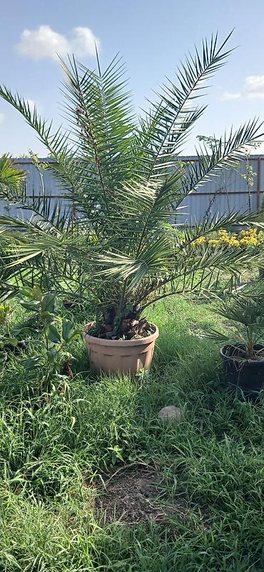 xurma: Xurma xurması (Phoenix dactylifera) – dekorativ xurma palmaları - — 7