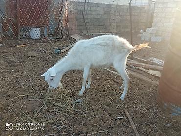 Heyvanlar: 2 baş Sani 2 baş Hələb.tam sağlam hündür heyvandır yanında 4-5aylq — 4