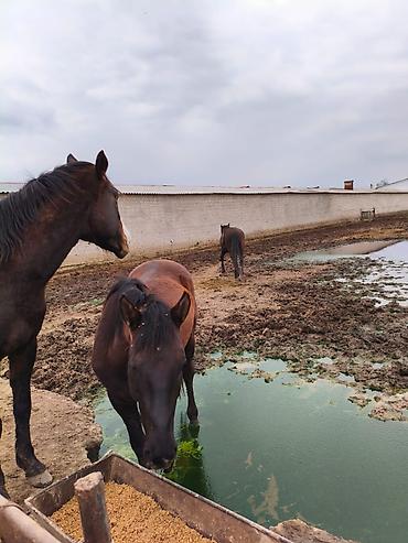 Лошади, кони: Продаю | Конь (самец), Жеребец, Жеребенок — 5