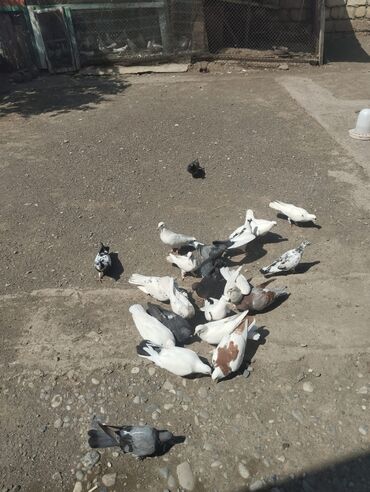 24 qusdu biri 2manat 50 qəpik quslarda Berdedededi