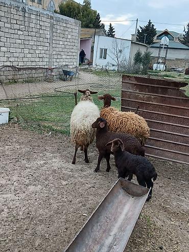 K/t heyvanları və malları: Salam 2 dene Ana baladi. Qirmizi qoyun 1 ci qarnidi disi balaynan .Ag — 4