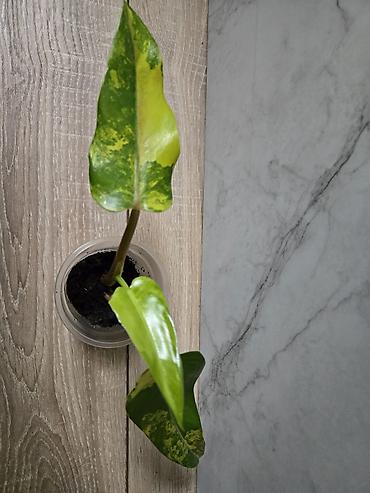 Филодендроны: Сциндапсусы,сансевиерии,сингониум Ред спот,сингиниум пинк бьюти — 8