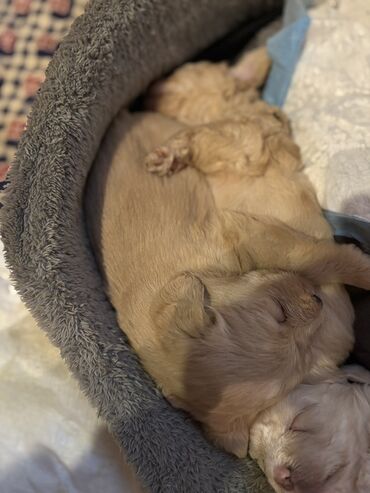 İtlər: Cins: POODLE Kiçik ölçülü, açıq krem rəngli, sıx qıvrım tüklü it — 9