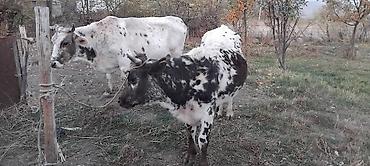 А/ч жаныбарларын сатам: Сатам | Уй (ургаачы) | Аргын | Союуга | Асыл тукумдуу, Кунаажын, Байланган — 4