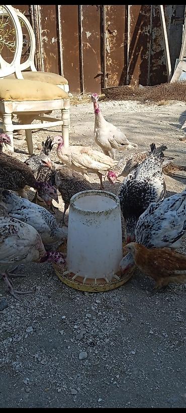 ucuz quşlar: Üç aylıq yerli hinduşqalardır. sağlamdılar whatsap aktivdir. ünvan — 4