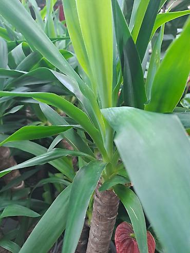 Ostale kućne biljke: Yucca, Drvo Života 70 centimetara visina sa prve i druge slike je — 2