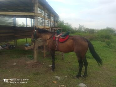 Туристические услуги: Конный Туризм Прокат лошадей обучения верховой езде организация — 14