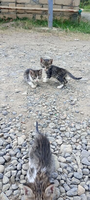 ağ pisik: Erkək, Dişi, Ünvandan götürmə