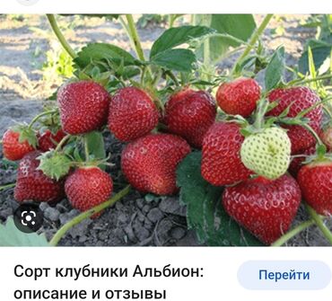 Дом и сад: Клубника сатам келишим баадаширин даамдуу жолго чыдамдуу доставка