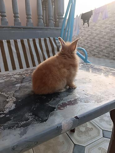 balaca dovşan: Mini lop dovşan ünvan saray polis bölmesi teref - Cins: dekorativ — 5
