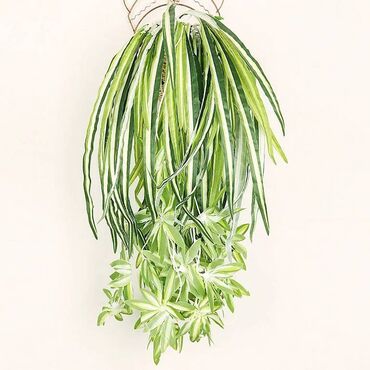 искусственный дерево: Искусственное растение «Паук» (хлорофитум) Добавьте свежести и уюта в