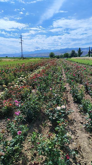 Роза: Саженцы садовых роз (кустарниковые/чайно-гибридные, флорибунда) — — 14