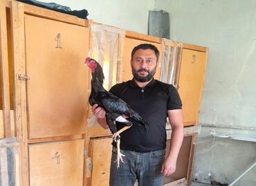 Digər quşlar: Salam eleykim demeli bele bir Oktyabr colpasi var Japondur