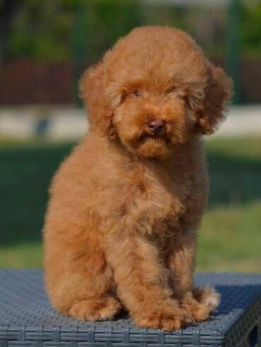 Psi: Patuljasta pudla, muški štenci Odgajivačnica "Team AS Trajkovic" u — 11