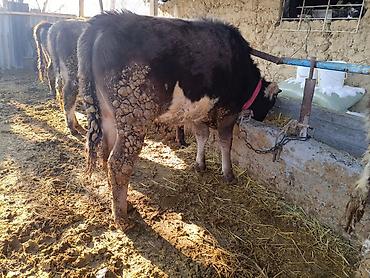 Коровы, быки: Продаю | Бык (самец) | На откорм | Привязанные — 9
