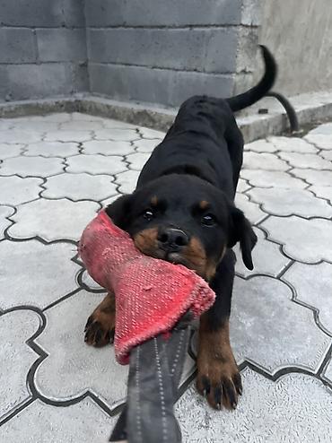 немецские овчарки: 🐕 ДРЕССИРОВКА СОБАК | ПЕРЕДЕРЖКА + ОБУЧЕНИЕ 🐾 Опыт работы с собаками — 5
