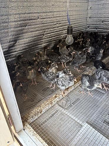 keçi çəpiş: Toyuq cücələri, Damazlıq, Ünvandan götürmə, Ödənişli çatdırılma, Rayonlara çatdırılma — 3