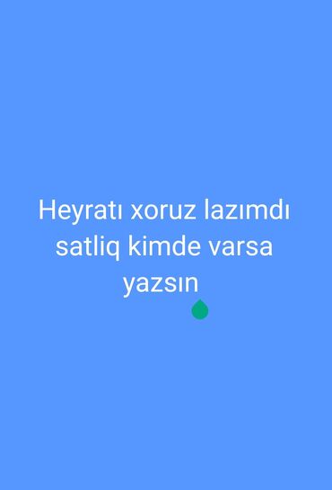 kənd təsərrüfatı heyvanları: Xoruzlar