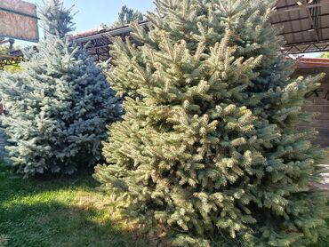 Декоративные деревья: Ели голубые (Иссык-Кульские) и туя западная для озеленения участка — 9