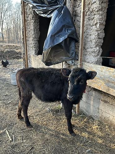 Коровы, быки: Продаю | Корова (самка), Тёлка | Полукровка, Алатауская | Для разведения — 13