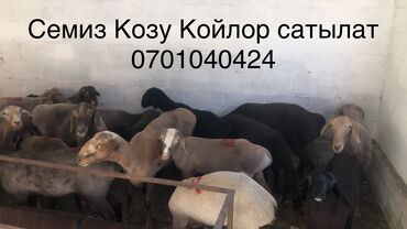 продаю шерсть: Продаю | Овца (самка), Ягненок, Баран (самец)