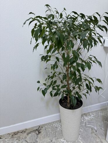 комнатные лимоны: Напольные комнатные растения в высоких кашпо - Растение 1: Фикус