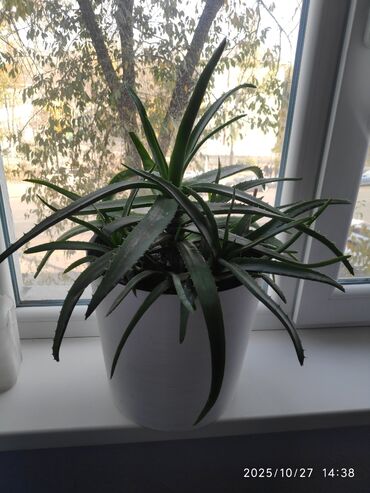 рассада помидор купить: Алоэ вера пяти летний