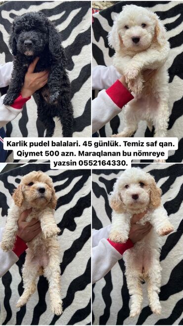 marlboro qiyməti: Karlik pudel balalari. 45 günlük. Temiz saf qan. Qiymet 300 azn