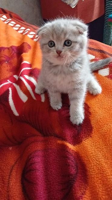 Pişiklər: Şotland — 3