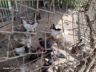 Другие животные: Продается домашние цыплята и утята, общий 30 штук домашних цыплят и
