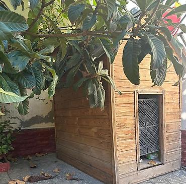 Ağac materialından hazırlanmış geniş it evi - Materiaal: təbii taxta