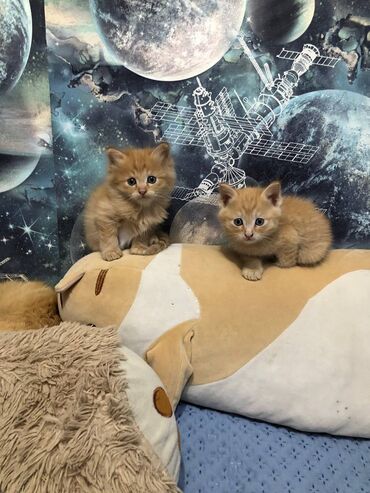 договорная кошка даром британская короткошёрстная 1 год мальчик метис 2 позвонить написать: Отдаю катят 
игривые, приучены к лотку