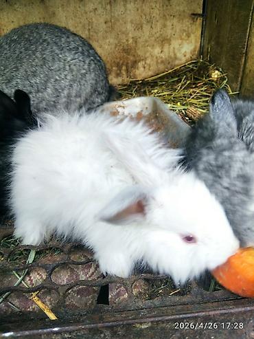 Кролики: Продаю | Крольчата — 11