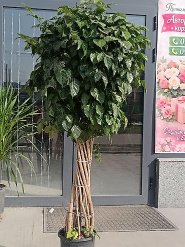 Другие комнатные растения: ПРОДАЮ КОМНАТНЫЕ РАСТЕНИЯ! 🌱 Бамбук — 3000 сом 🌳 Бонсай — 4100 сом 🌳 — 28