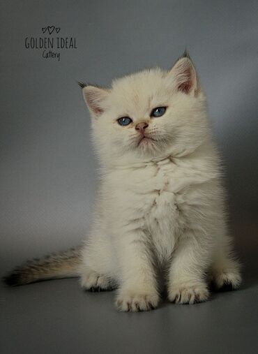 шиншилла британская кошка цена: Профессиональный питомник"GOLDEN IDEAL"выставляет на продажу