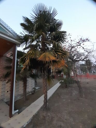Ev və bağ: 3 metir hündürlüyündə palma ağacı