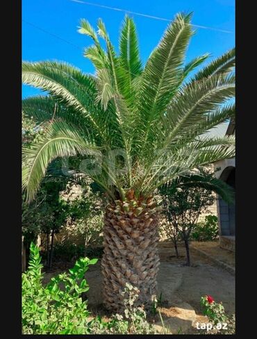 palma agacinin qiymeti: Xurma finik(PALMA) ağacları satılır.Qiymət 1 ağaca aiddi. 20 illik