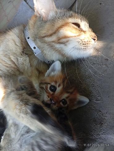 Мышыктар: Котята от домашней кошки - Помет разноцветных котят: рыжие, тигровые — 1