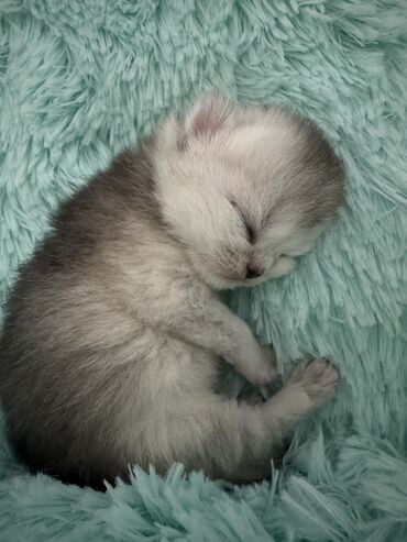 Продажа кошек: Скотиш Фолд (Шотландская вислоухая), 2 месяца, Девочка at lalafo.kg — 4 Продажа кошек: Скотиш Фолд (Шотландская вислоухая), 2 месяца, Девочка — 4