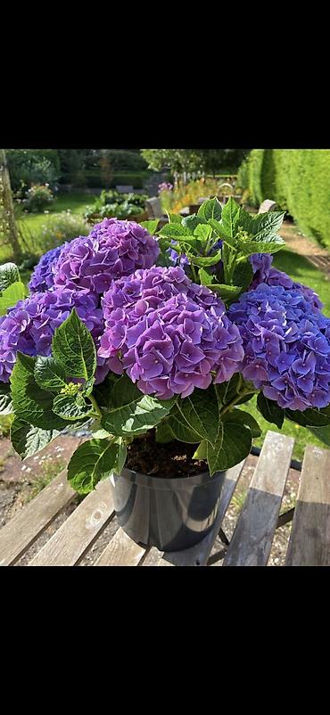 Digər bitkilər: Məhsul: Saksıda hortensiya (Hydrangea) - Rənglər: mavi, bənövşəyi — 7