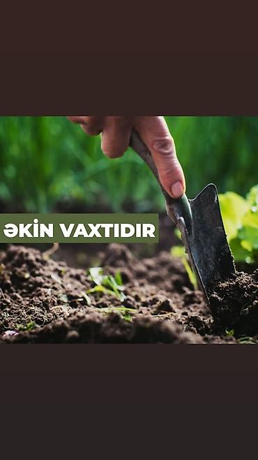 Tinglər: Goyce ve birinci sort turk eriyi tinglerine xususi endirimlerimiz var — 5