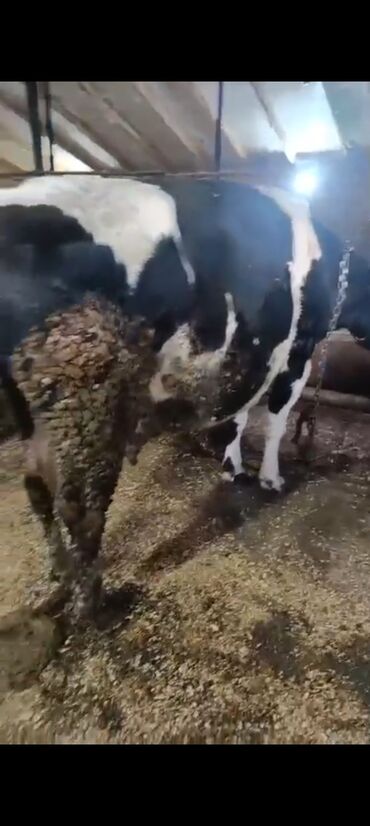 Inəklər, öküzlər: Salam aleykum super 2 dene iney diler cüt 6400 diyilir razılaşmaq olar — 2