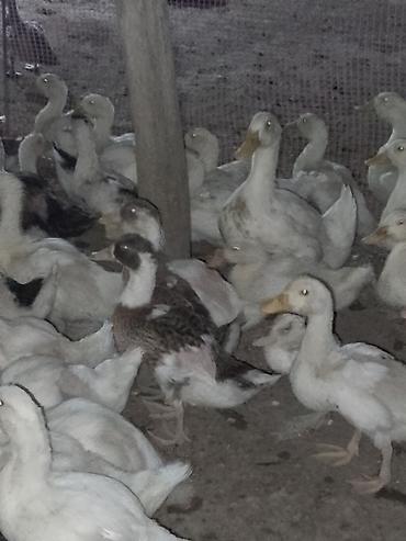 Ördəklər: Satışda ördək sürüsü - Növ: ağ və qarışıq rəngli ev ördəkləri — 3