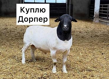 Баран, овца: Куплю племенных баранов породы «Дорпер»
80 голов! — 1