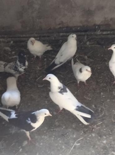 göyərçin şəkli: Salam Göyərçinlər Kom satılır,tək tək fərqli olacaq qiyməti. Yarisi — 2