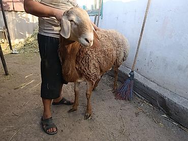 Продам с/х животных: Продаю | Баран (самец) | На забой, Для разведения — 4