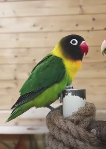 Tutuquşları: Məhsul: Agapornis (sevgi tutuquşuları) – müxtəlif rəng mutasiyaları — 5